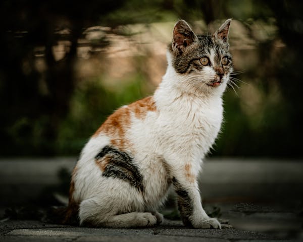 cat